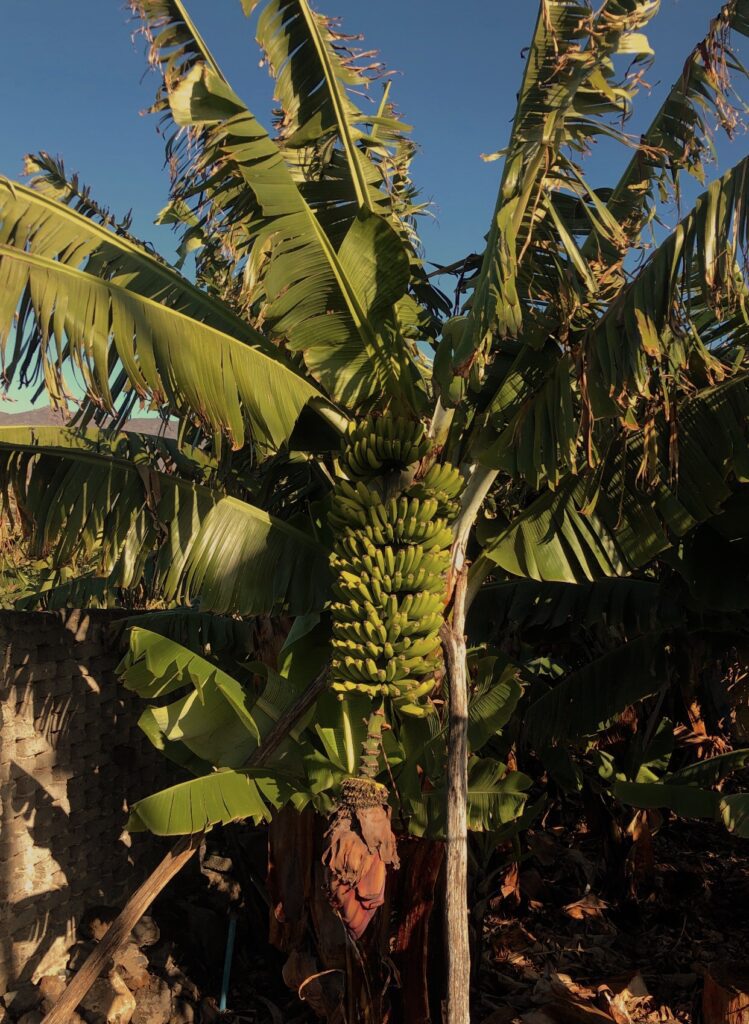 bananier plante aux iles canaries