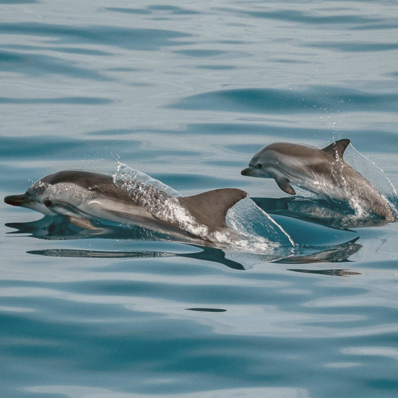 Dauphines aux Iles Canaries